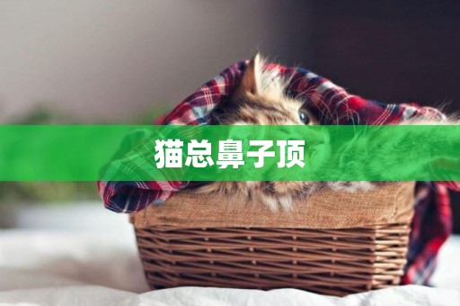 貓總鼻子頂