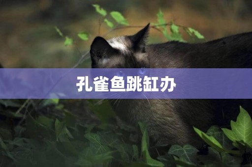 孔雀魚跳缸辦