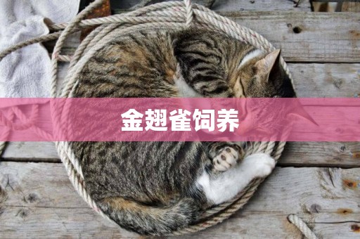 金翅雀飼養