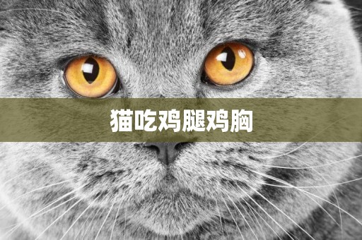 貓吃雞腿雞胸