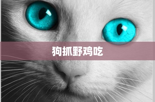 狗抓野雞吃