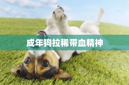 成年狗拉稀帶血精神