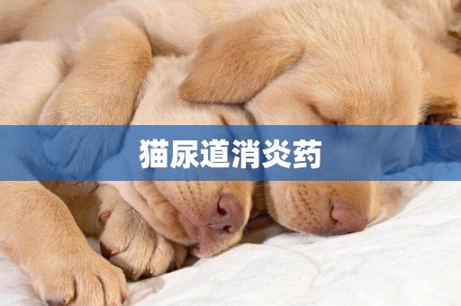 貓尿道消炎藥