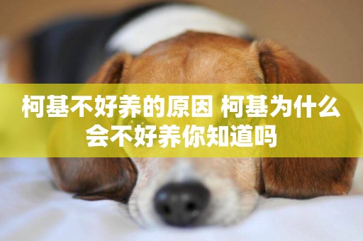 柯基不好養的原因 柯基為什么會不好養你知道嗎