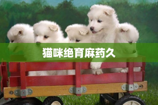 貓咪絕育麻藥久
