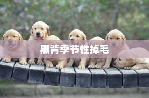 黑背季節性掉毛