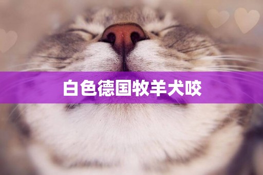 白色德國牧羊犬咬