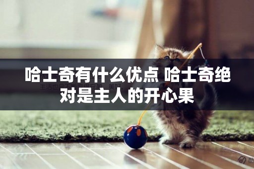 哈士奇有什么優點 哈士奇絕對是主人的開心果 哈士奇有什么優點 哈士奇絕對是主人的開心果