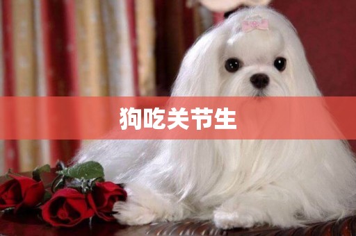 狗吃關節生