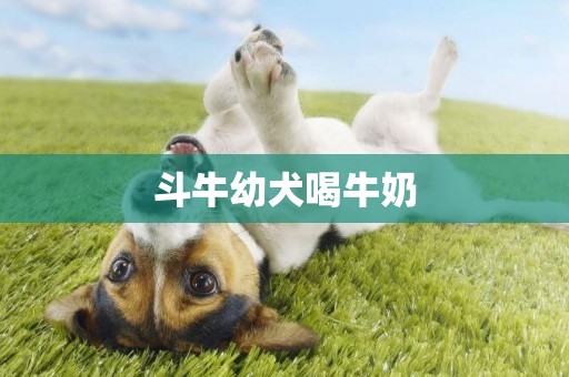 斗牛幼犬喝牛奶