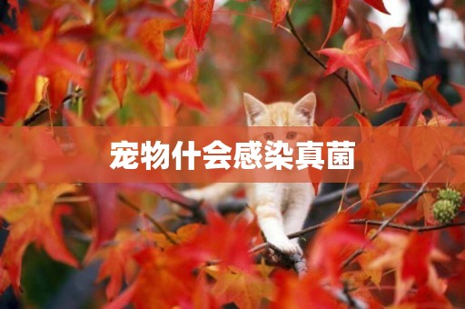 寵物什會感染真菌