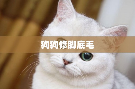 狗狗修腳底毛