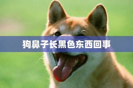 狗鼻子長黑色東西回事