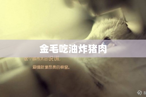 金毛吃油炸豬肉
