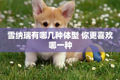 雪納瑞有哪幾種體型 你更喜歡哪一種