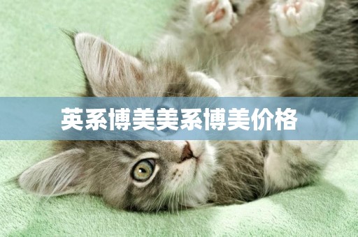 英系博美美系博美價格