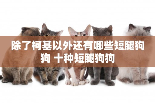 除了柯基以外還有哪些短腿狗狗 十種短腿狗狗