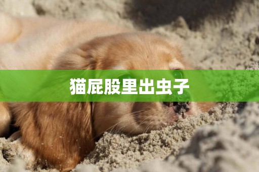 貓屁股里出蟲子