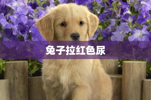 兔子拉紅色尿