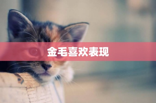 金毛喜歡表現