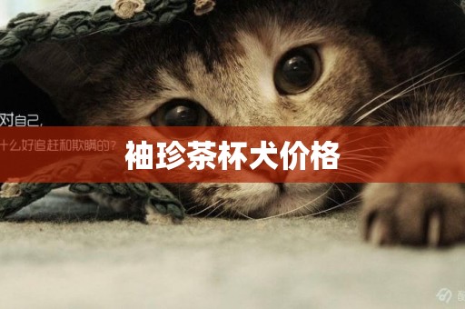 袖珍茶杯犬價格