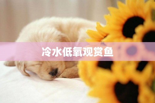冷水低氧觀賞魚