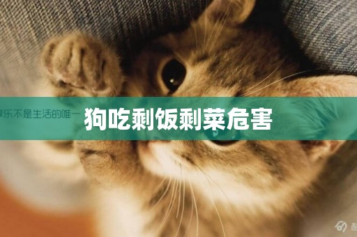 狗吃剩飯剩菜危害