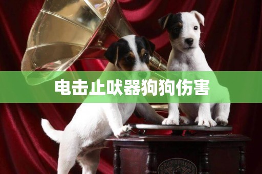 電擊止吠器狗狗傷害
