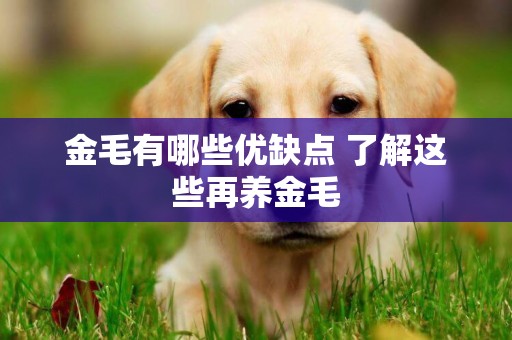 金毛有哪些優缺點 了解這些再養金毛 金毛有哪些優缺點 了解這些再養金毛