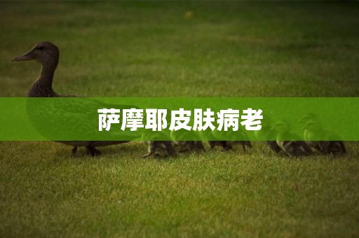 薩摩耶皮膚病老