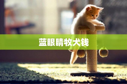 藍眼睛牧犬錢