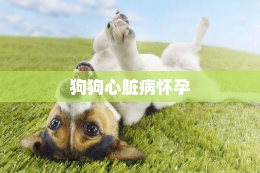 狗狗心臟病懷孕