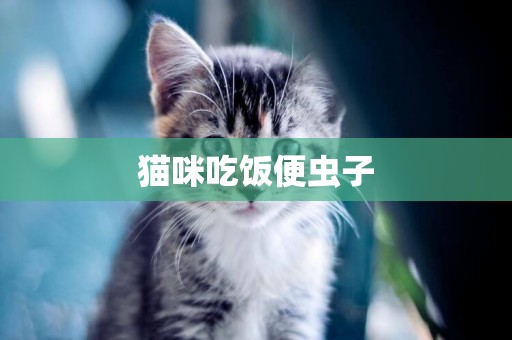 貓咪吃飯便蟲子