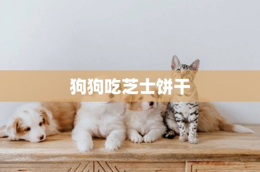 狗狗吃芝士餅干