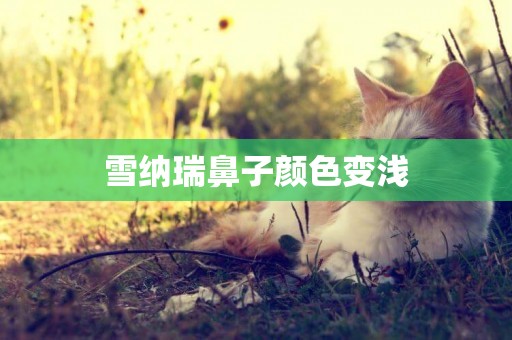 雪納瑞鼻子顏色變淺