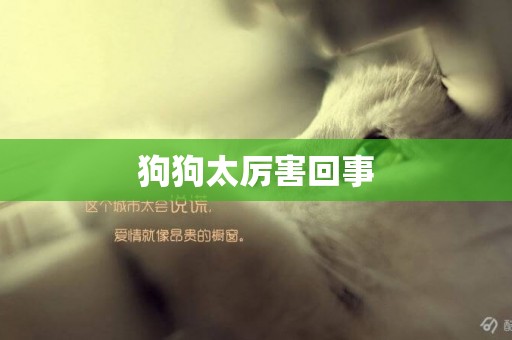 狗狗太厲害回事