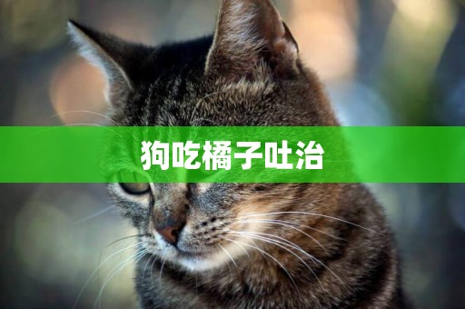 狗吃橘子吐治