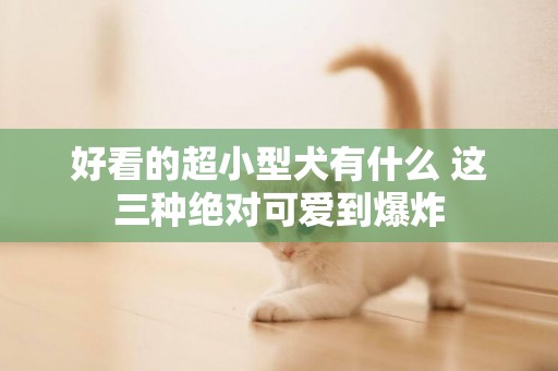 好看的超小型犬有什么 這三種絕對可愛到爆炸 好看的超小型犬有什么 這三種絕對可愛到爆炸