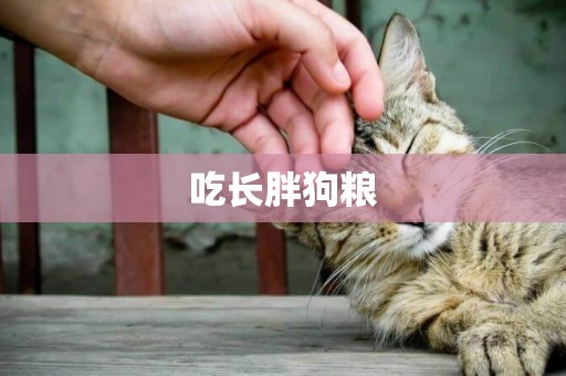 吃長胖狗糧