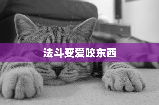 法斗變愛咬東西