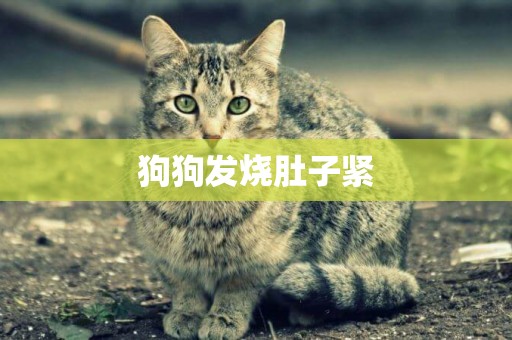 狗狗發燒肚子緊
