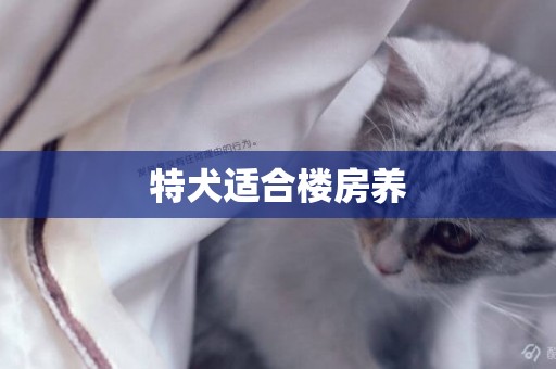 特犬適合樓房養