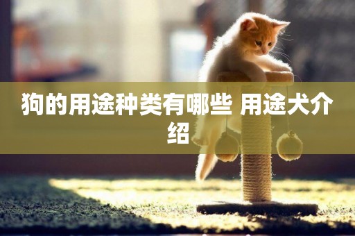 狗的用途種類有哪些 用途犬介紹