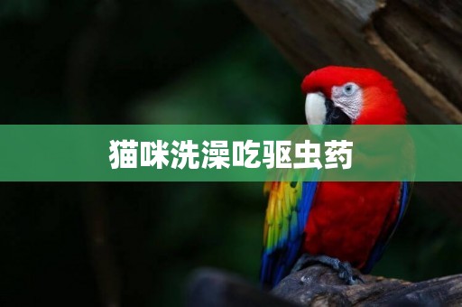 貓咪洗澡吃驅蟲藥