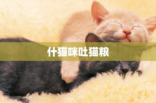 什貓咪吐貓糧