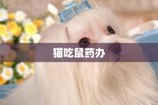 貓吃鼠藥辦