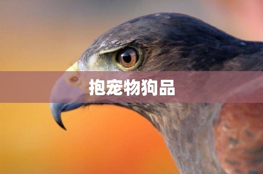 抱寵物狗品