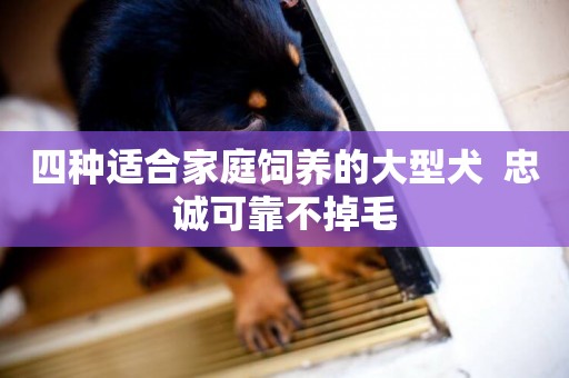 四種適合家庭飼養的大型犬  忠誠可靠不掉毛