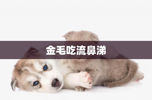 金毛吃流鼻涕