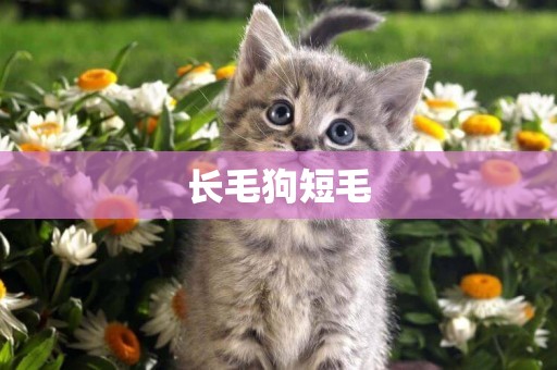 長毛狗短毛